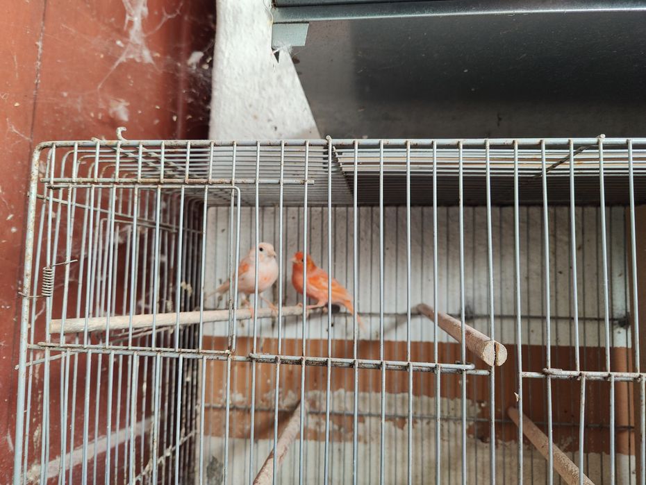 Canários para ceder