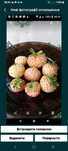 малина чорна Black Jewel клубника белая Pineberry полуниця  суниця