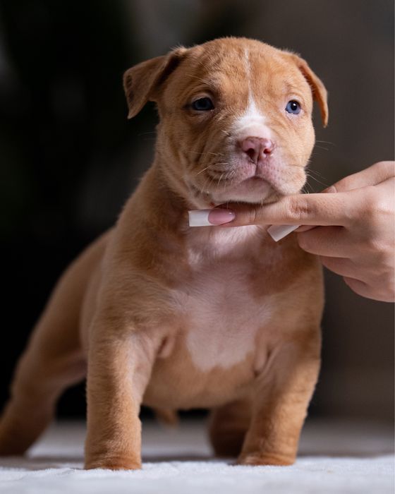 American Bully - suczka