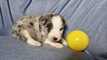 Border Collie piesek blue merle