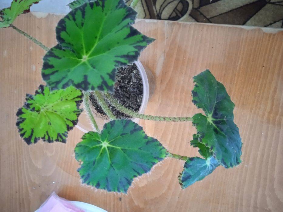 Кімнатні рослини