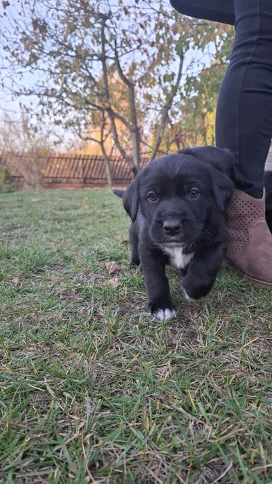 Pieski do oddania- za darmo