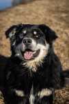 Piękny Woder do adopcji