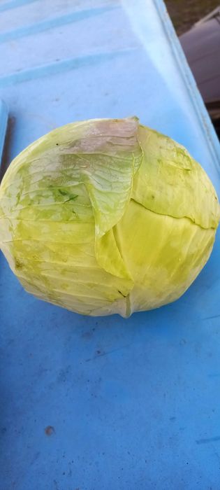 Капуста  Агресор