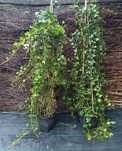 Hedera Helix bluszcz PRODUCENT