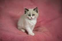 Piękny kocurek ragdoll