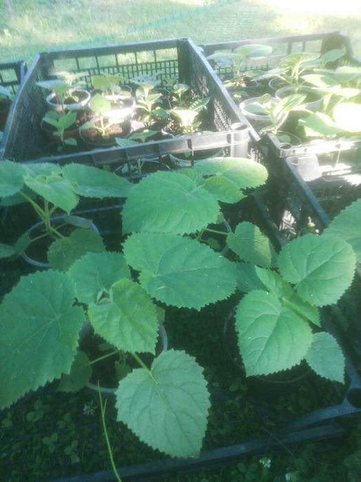 Paulownia Omszona - Tomentosa