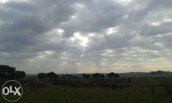 Poda de arvores variadas