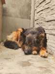 Billi ok 2/3 let pies w typ.owczarka niem. czeka na opiekuna  Ola Karg