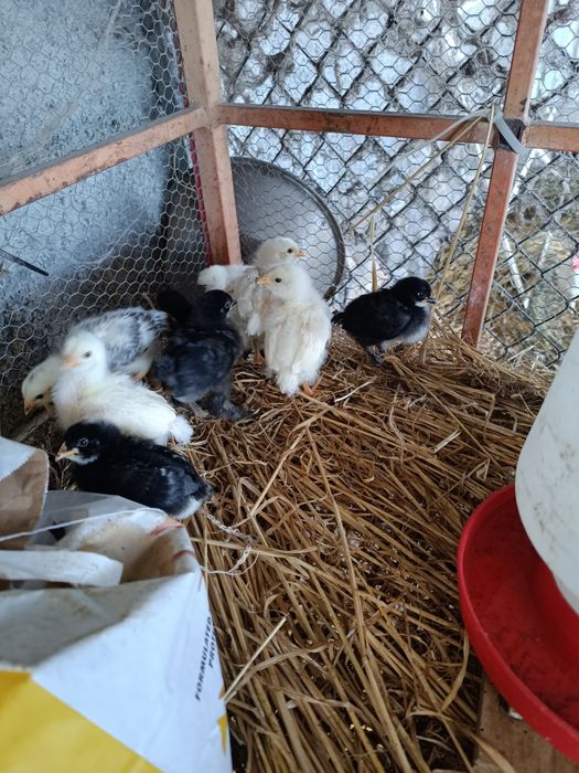 Vendo poedeiras da raça legorne