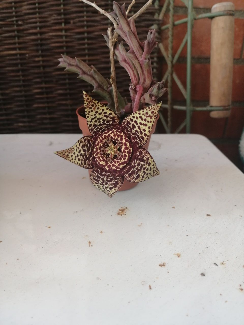 Suculenta em flor.
