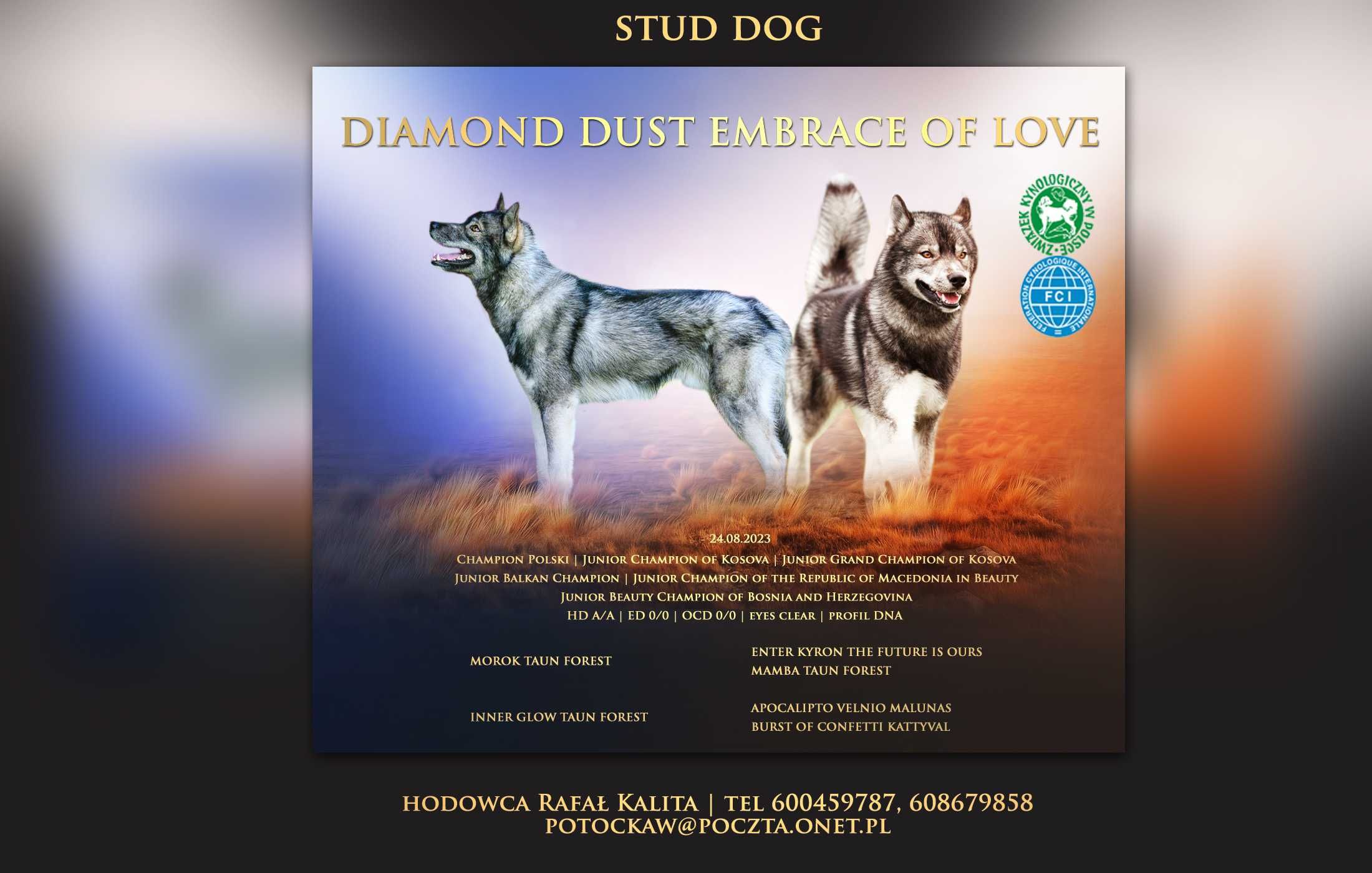 Szczenię siberian husky ZKwP/FCI unikatowe umaszczenie chocolate