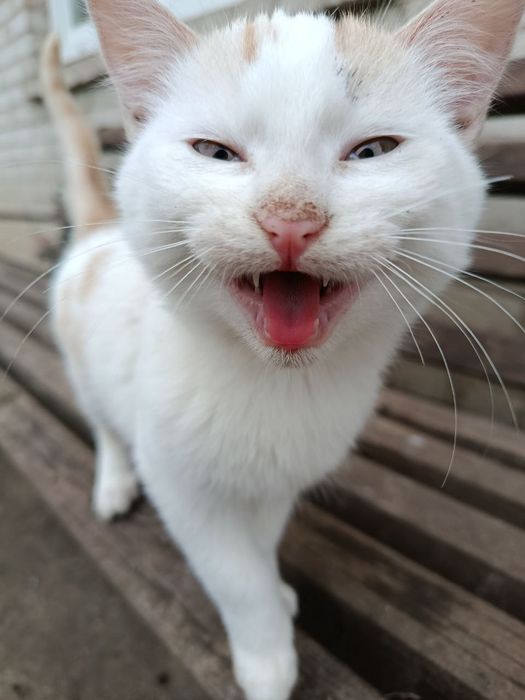 Котик 3 місяці шукає сім'ю