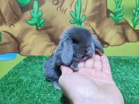 PIĘKNY Mini Lop  NIEBIESKI królik baranek miniaturka  teddy szary
