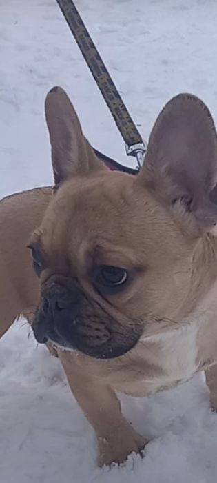 Дівчинка франєчка