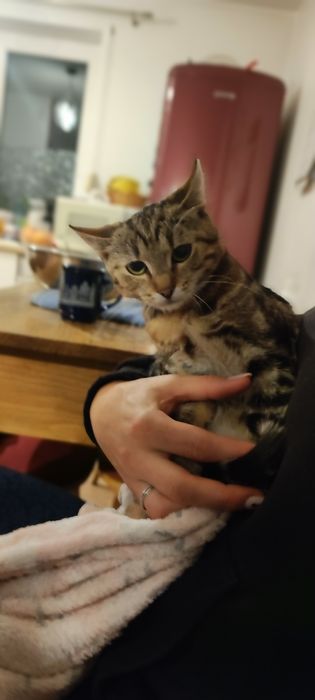 Kotka w typie bengalski