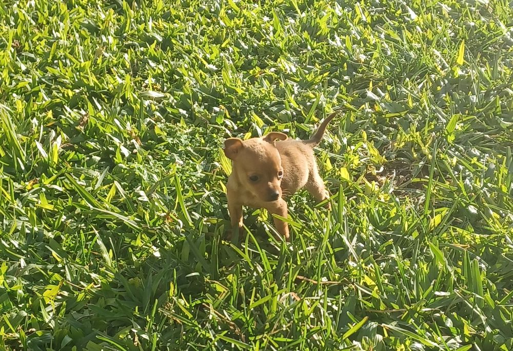 Fêmea pinscher miniatura