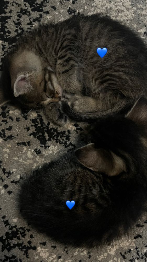 Віддам в добрі руки кошенят