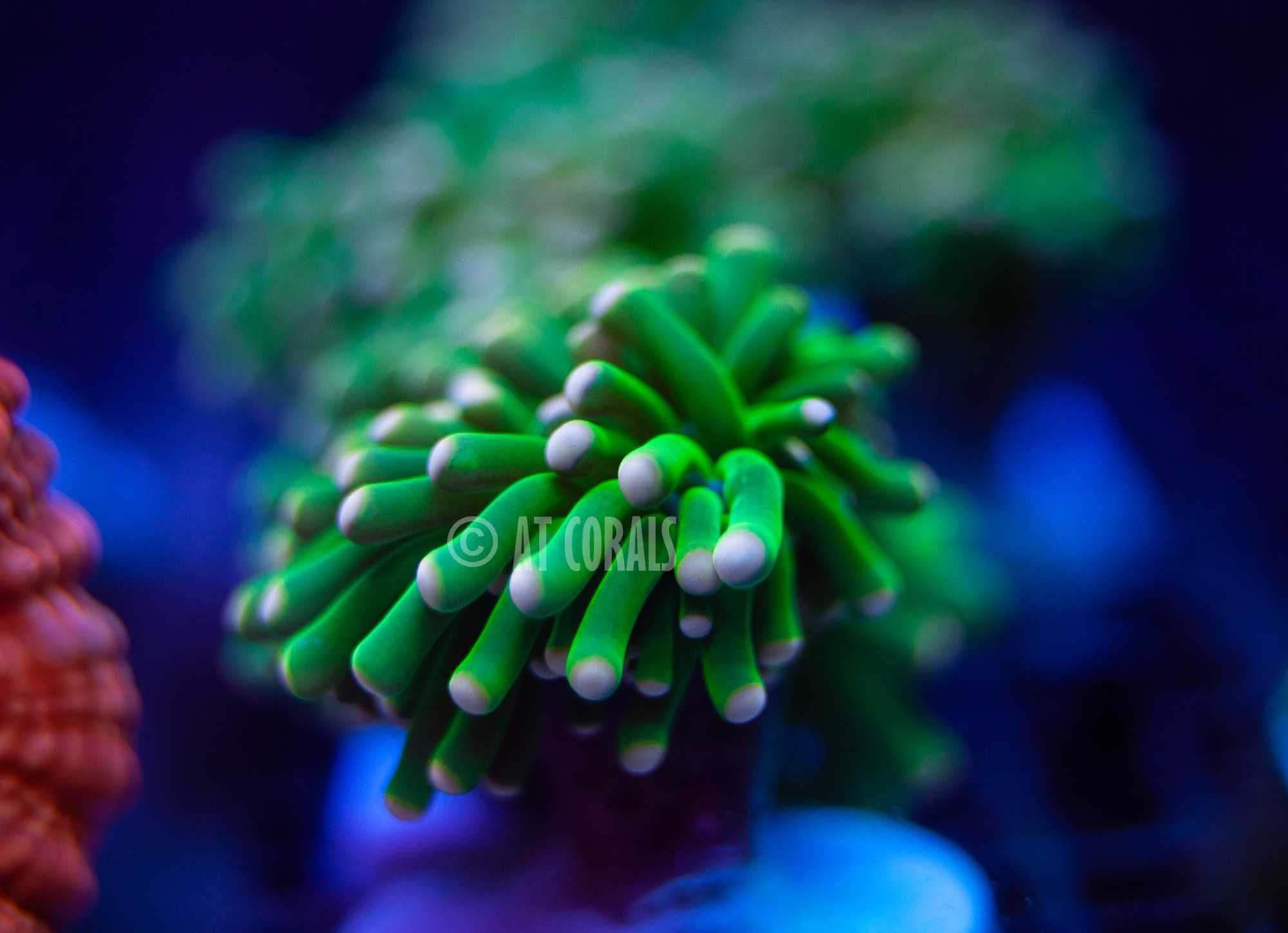 Euphyllia toxic / Koralowiec / Akwarystyka morska