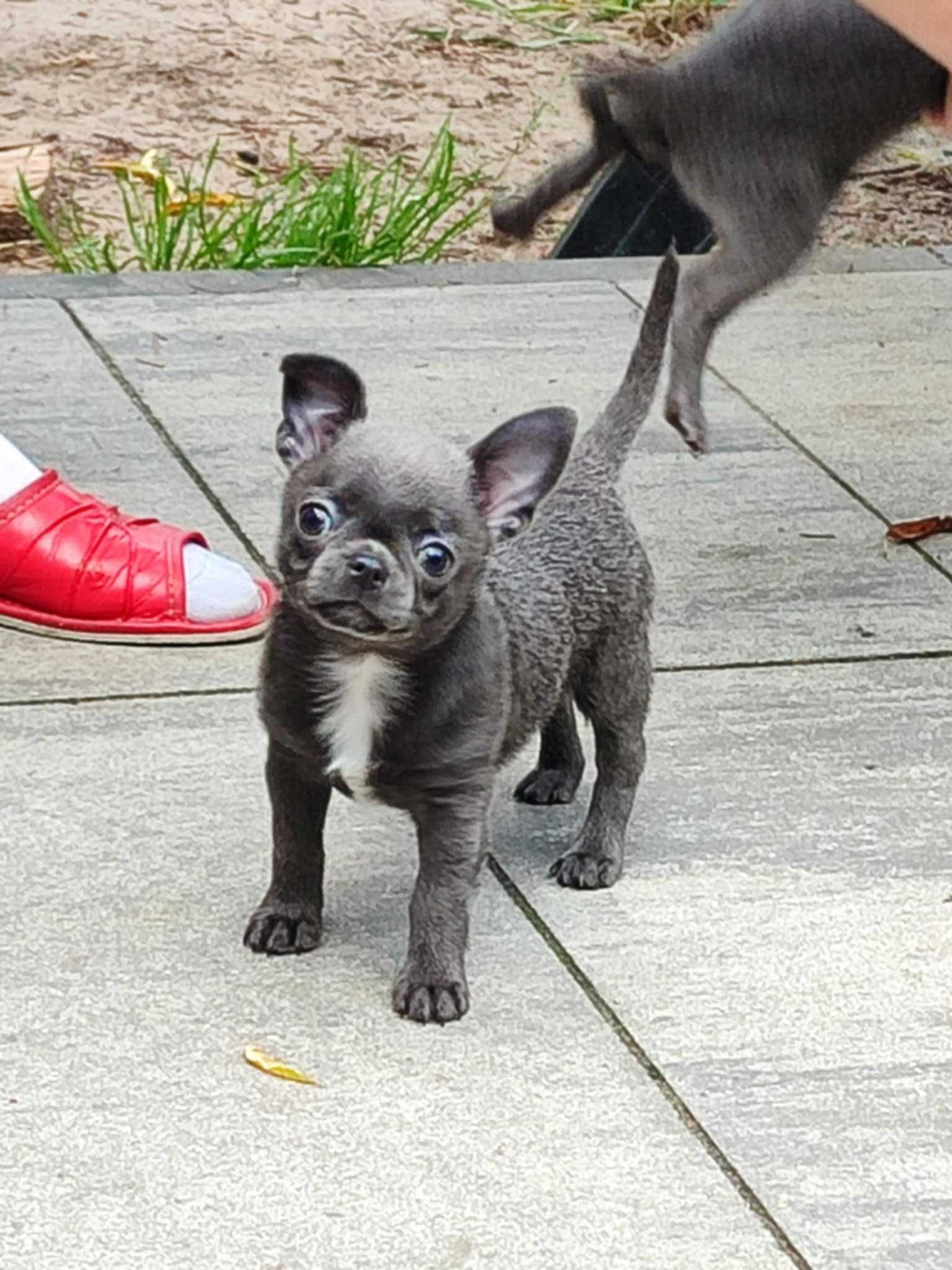 Chihuahua FCI szczeniak