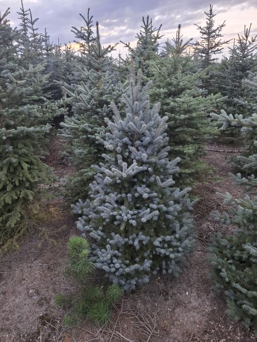 Świerk kłując 80-280 cm