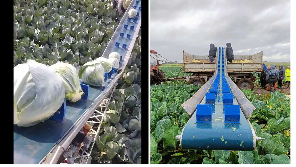 Przenośnik taśmowy do zbioru warzyw- brokuł kalafior taśmociąg kapusty