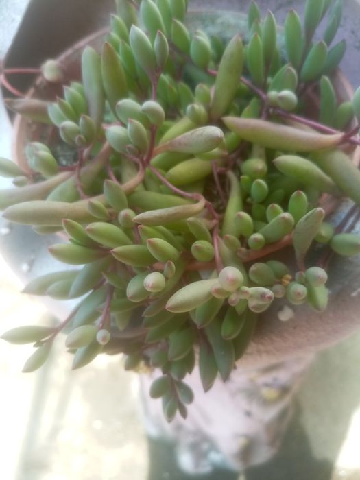 Оттона хрестовник