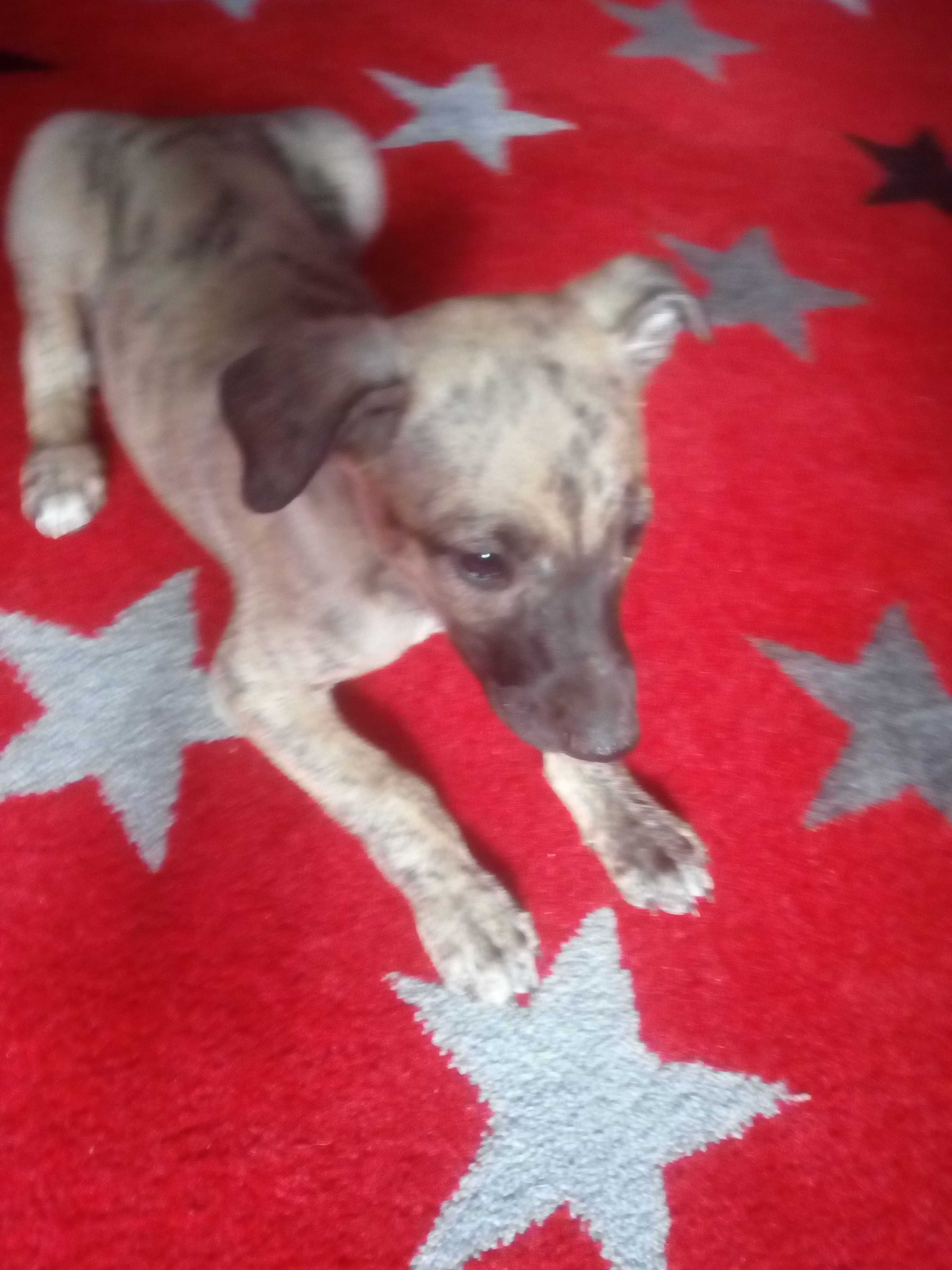 Chart Angielski Whippet   piesek