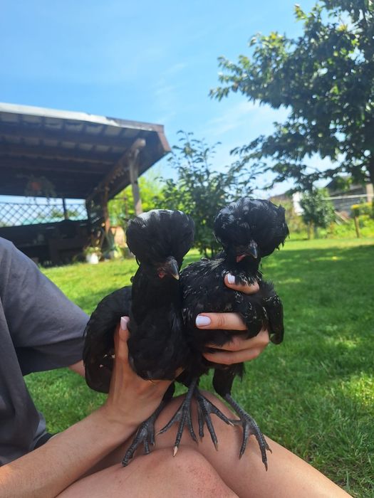 Sprzedam koguty czubatka silka jedwabista , silka satyna, kochin