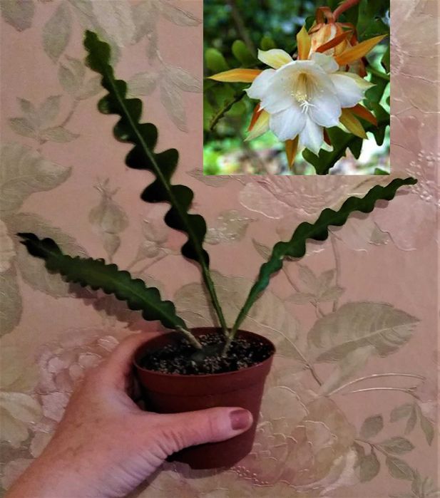 эхеверия микс суккулент кактус эпифиллум