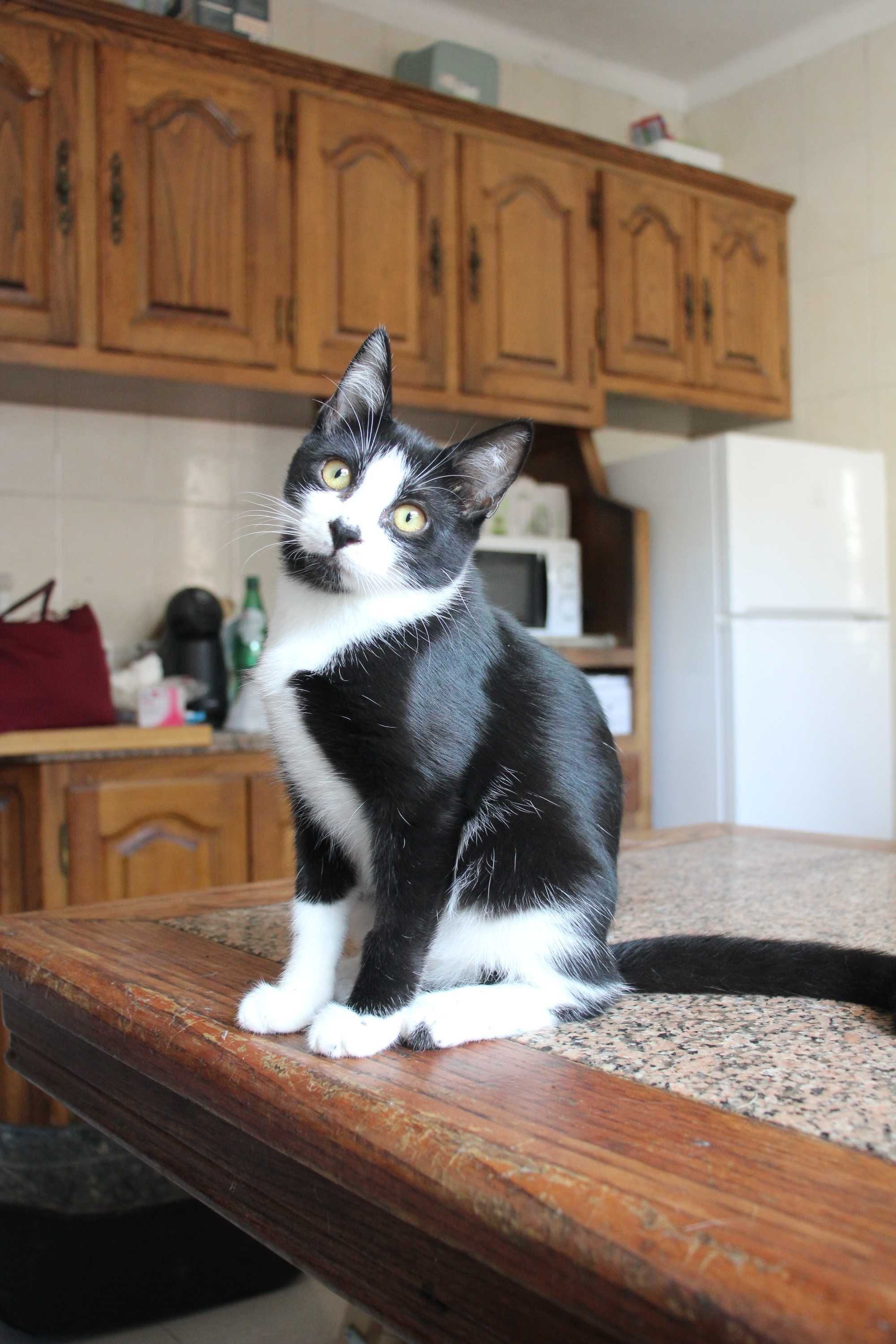 ESTERILIZADA | Gatinha disponível para adoção muito responsável
