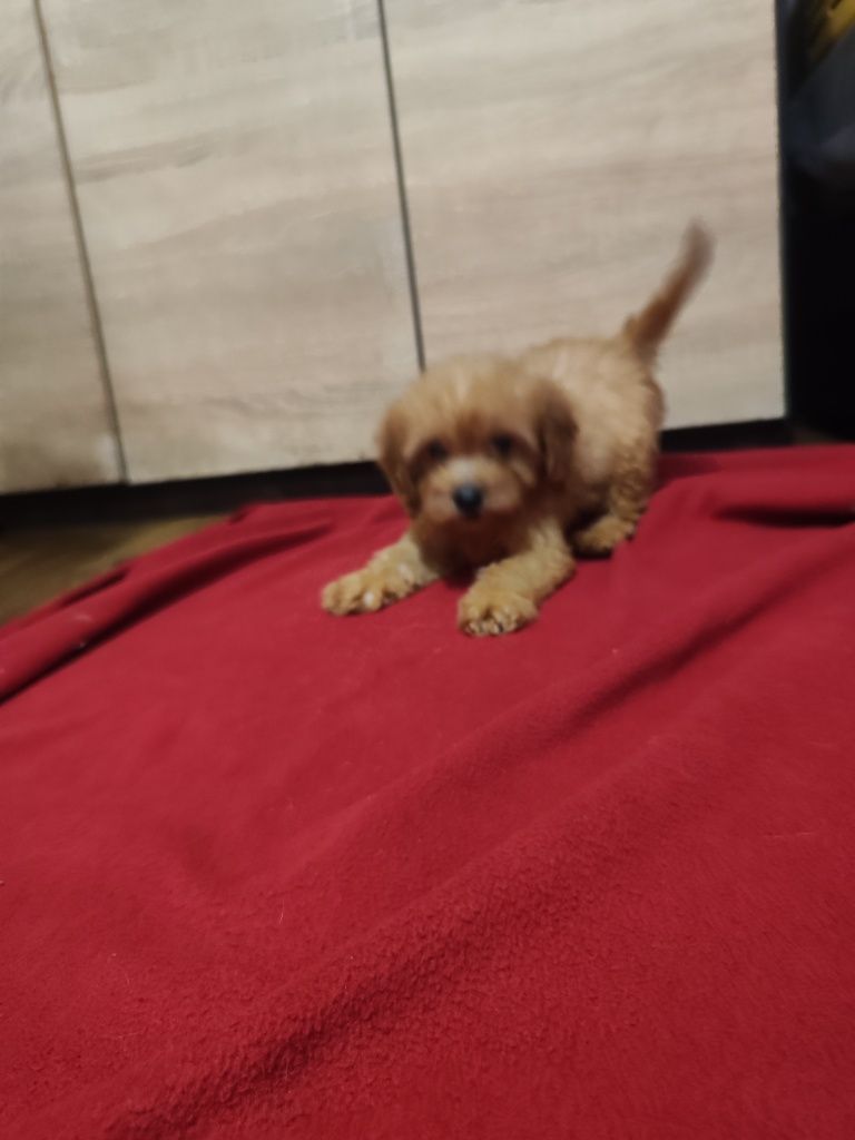 Cavapoo F1 śliczna dziewczynka