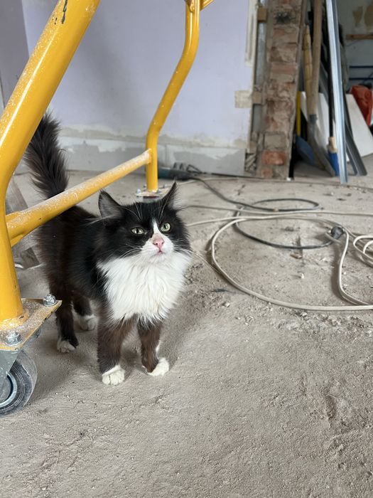 В добрі руки гарний котик