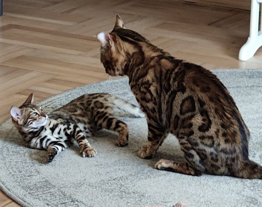 Бенгальська кішка, кошеня бенгала 3міс хлопчик