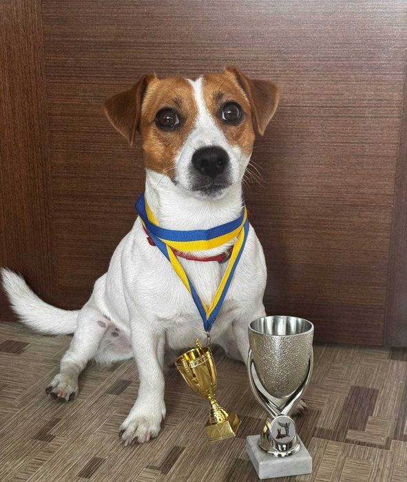 Вязка Джек Рассел. Кобель