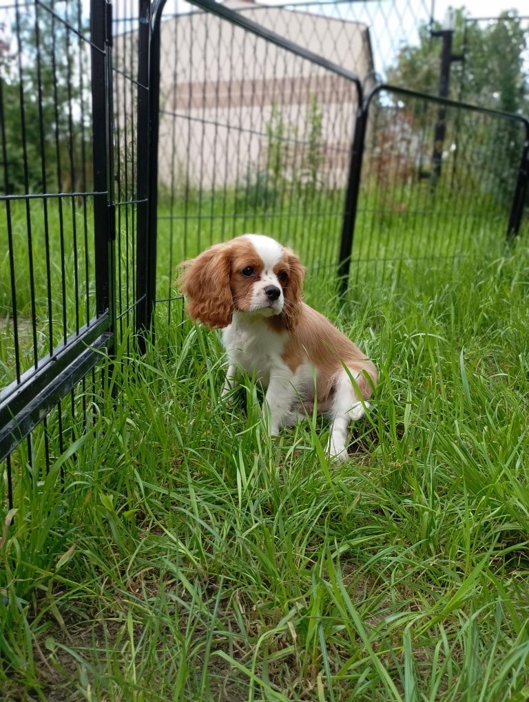 Cavalier King Charles spaniel FCI