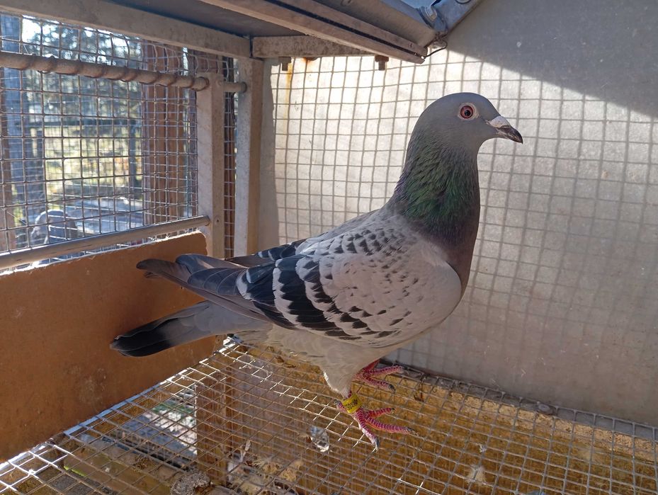 Gołebie pocztowe zagraniczne