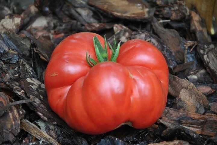 Sadzonki pomidorów - unikatowe giganty kolorowe i inne rozsady flance