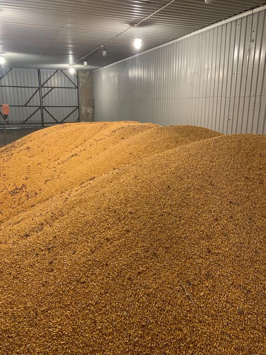 Продам Кукурудзу