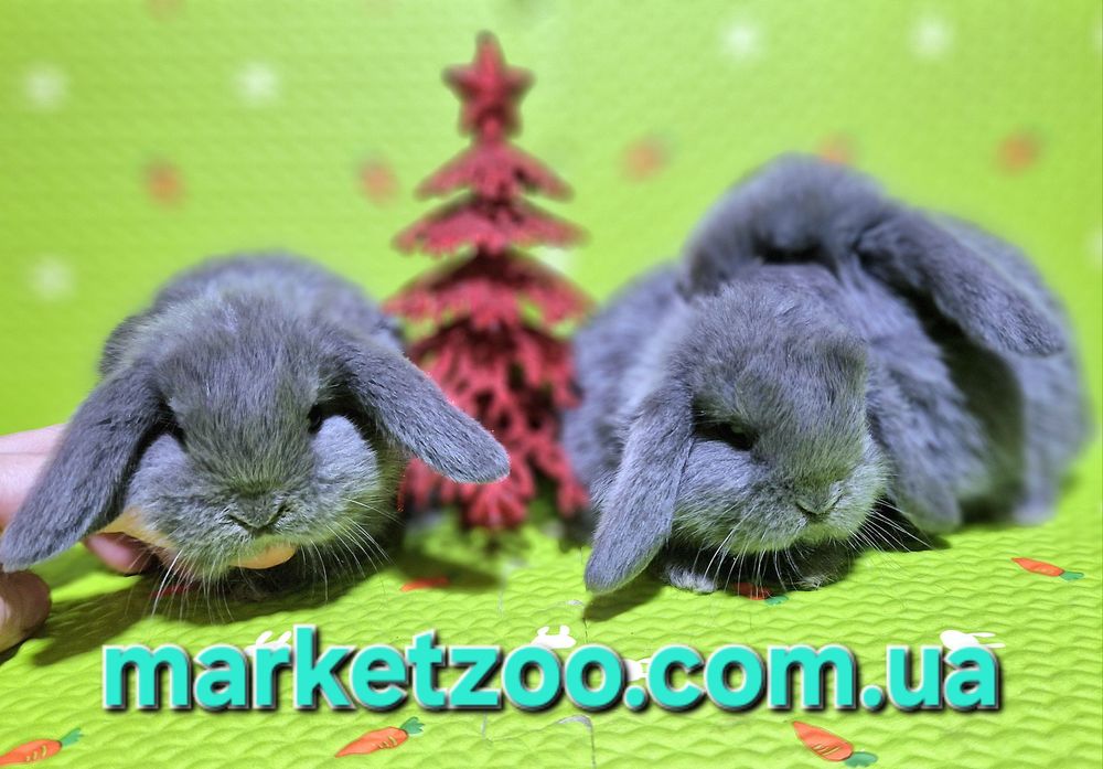 Ексклюзивна пропозиція для справжніх цінителів краси та ніжності!