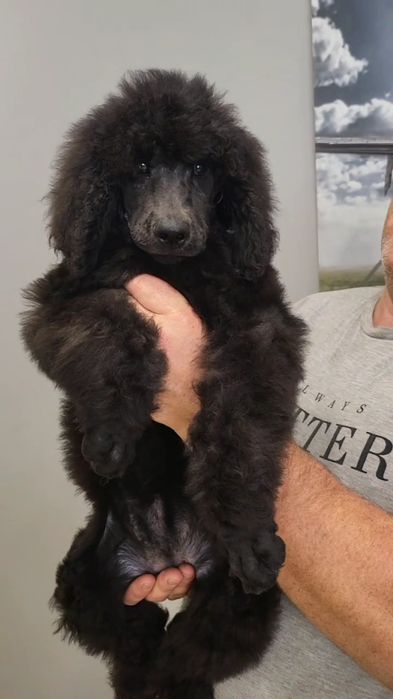 Щенки королевского пуделя