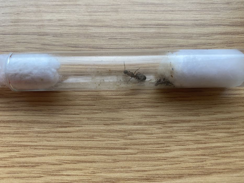 Мурахи форміка серві форміка