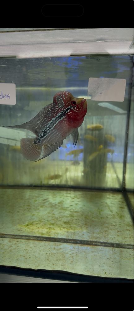 Flowerhorn texas