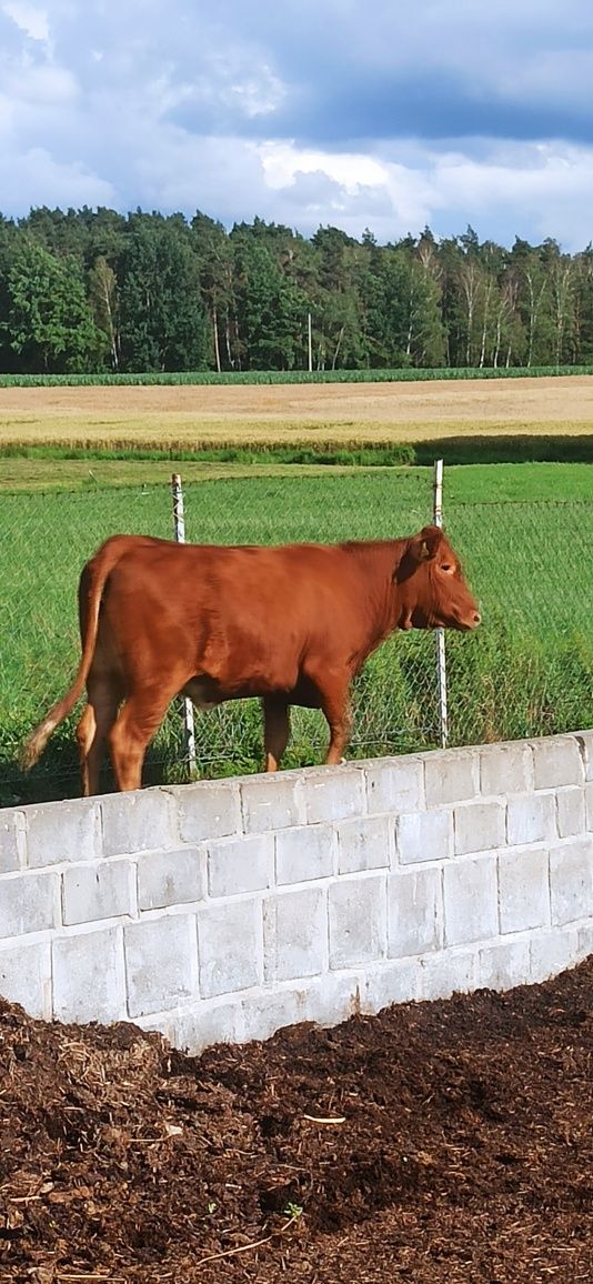 Jałówki LM,bydło, PILNE