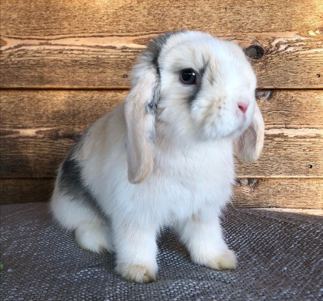 Coelhos anões mini orelhudos(mini Lop) muito dóceis