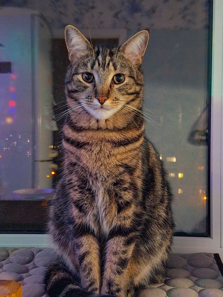 Отдам кота, мальчика