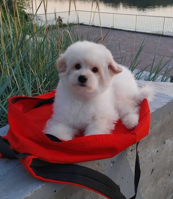 Сладкий и милый щенок шпиц*пу после вакцинации