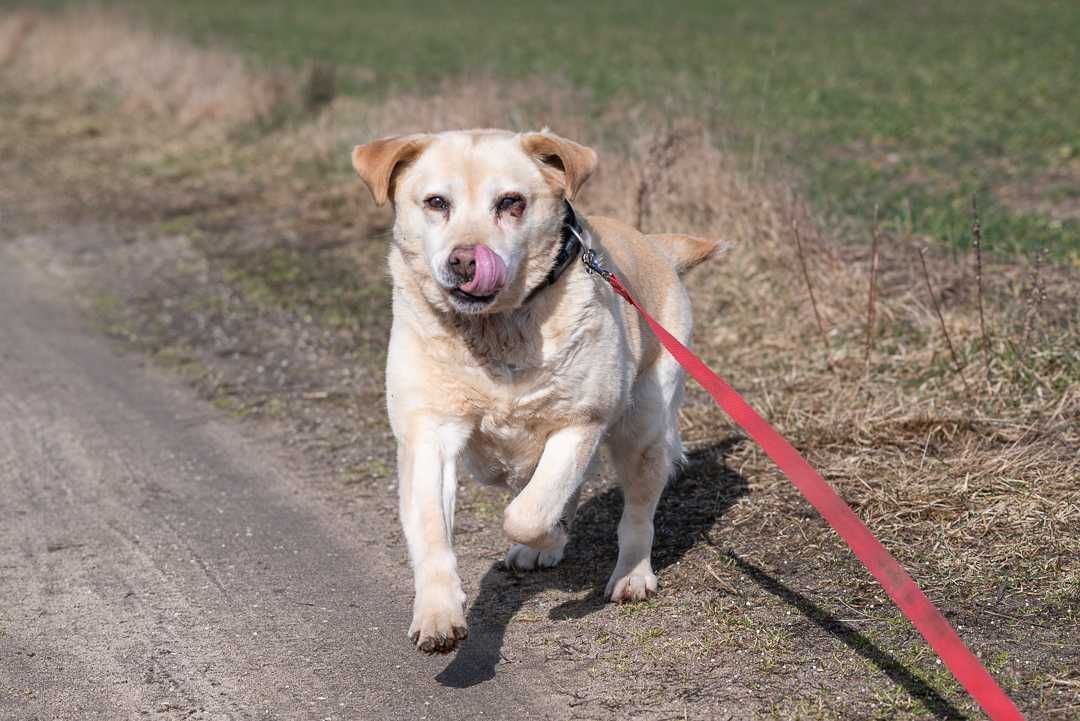 Prima w typie labradora - do adopcji