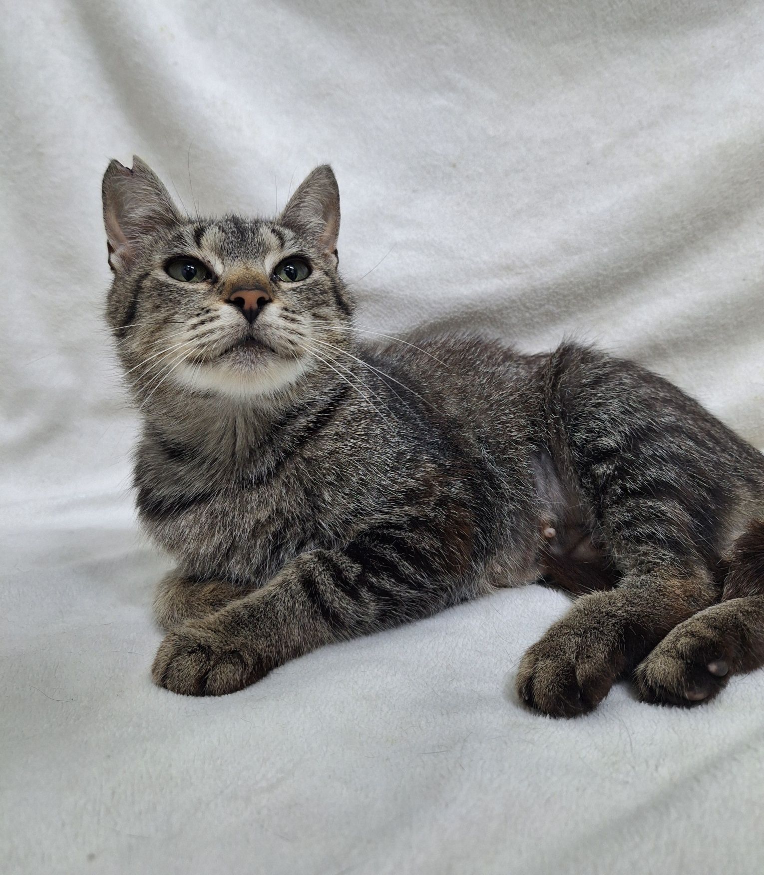 Kotka do pilnej adopcji