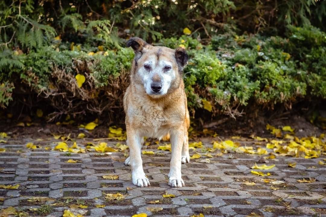 Spokojna, cichutka babunia szuka Domu na jesień życia.